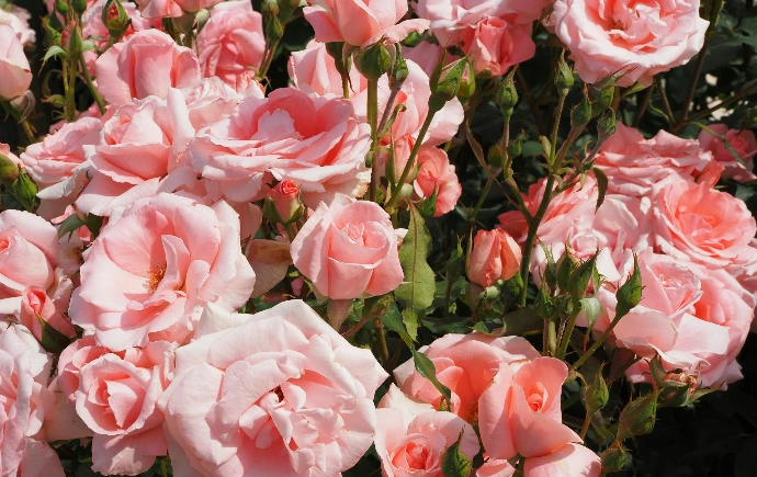 Delicate pink roses and rosebuds blooming on a vibrant bush.